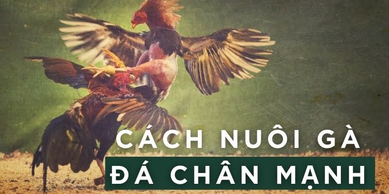 Cách nuôi gà đá chân mạnh